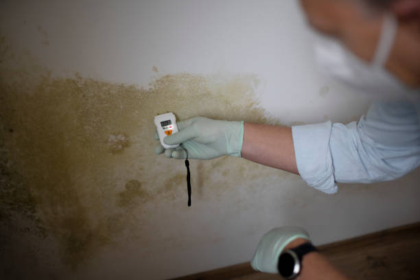 Professional Mold Remediation in Cold Spring, NY